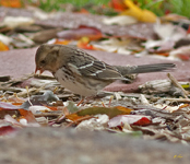 Harris Sparrow